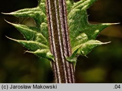 Echinops sphaerocephalus (przegorzan kulisty)