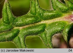 Echinops sphaerocephalus (przegorzan kulisty)