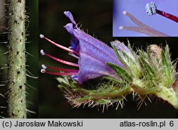 Echium vulgare (żmijowiec zwyczajny)