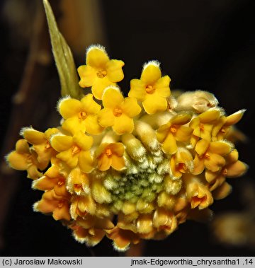 Edgeworthia chrysantha (edgeworthia papierodajna)