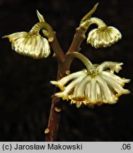 Edgeworthia chrysantha (edgeworthia papierodajna)