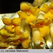 Edgeworthia chrysantha (edgeworthia papierodajna)