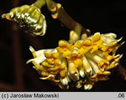 Edgeworthia chrysantha (edgeworthia papierodajna)