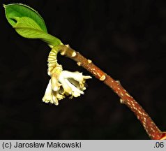 Edgeworthia chrysantha (edgeworthia papierodajna)