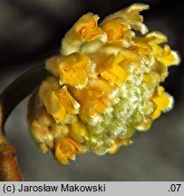 Edgeworthia chrysantha (edgeworthia papierodajna)