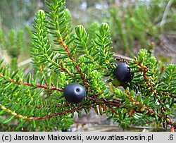 Empetrum nigrum ssp. nigrum