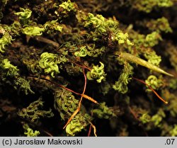 Encalypta streptocarpa (opończyk krętozarodniowy)