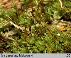 Encalypta streptocarpa (opończyk krętozarodniowy)