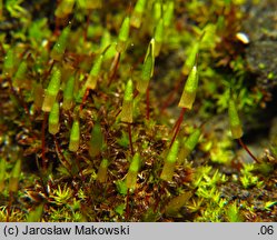 Encalypta vulgaris (opończyk szczypcowy)