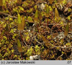 Encalypta vulgaris (opończyk szczypcowy)