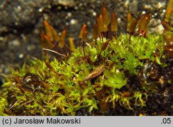 Encalypta vulgaris (opończyk szczypcowy)