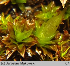 Encalypta vulgaris (opończyk szczypcowy)