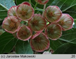 Enkianthus campanulatus (enkiant dzwonkowaty)