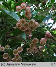 Enkianthus campanulatus (enkiant dzwonkowaty)