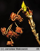 Enkianthus campanulatus (enkiant dzwonkowaty)