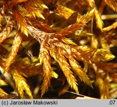 Entodon concinnus (rokietniczek strojny)