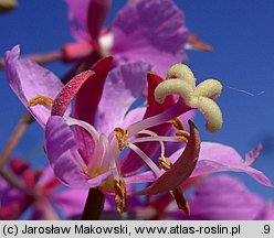 Epilobium angustifolium (wierzbówka kiprzyca)