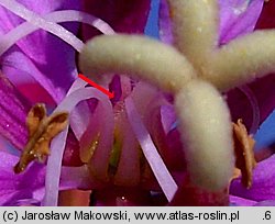 Epilobium angustifolium (wierzbówka kiprzyca)