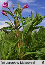 Epilobium hirsutum (wierzbownica kosmata)