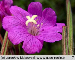 Epilobium hirsutum (wierzbownica kosmata)