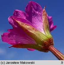 Epilobium hirsutum (wierzbownica kosmata)