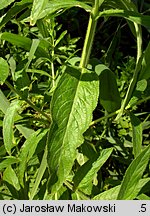 Epilobium hirsutum (wierzbownica kosmata)