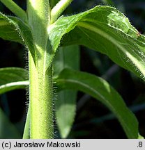 Epilobium hirsutum (wierzbownica kosmata)