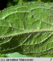 Epilobium hirsutum (wierzbownica kosmata)