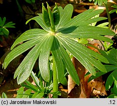 Eranthis hyemalis