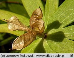 Eranthis hyemalis