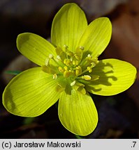 Eranthis hyemalis