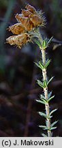 Erica tetralix (wrzosiec bagienny)