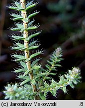 Erica tetralix (wrzosiec bagienny)