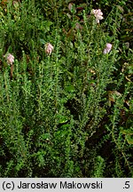 Erica tetralix (wrzosiec bagienny)