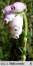 Erica tetralix (wrzosiec bagienny)