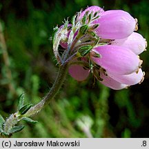 Erica tetralix (wrzosiec bagienny)