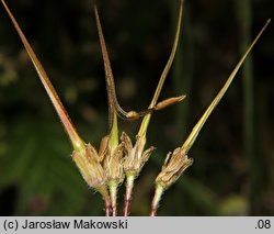 Erodium cicutarium (iglica pospolita)