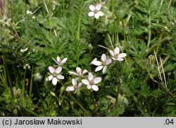 Erodium cicutarium (iglica pospolita)