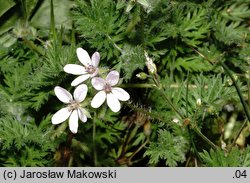 Erodium cicutarium (iglica pospolita)