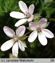 Erodium cicutarium (iglica pospolita)