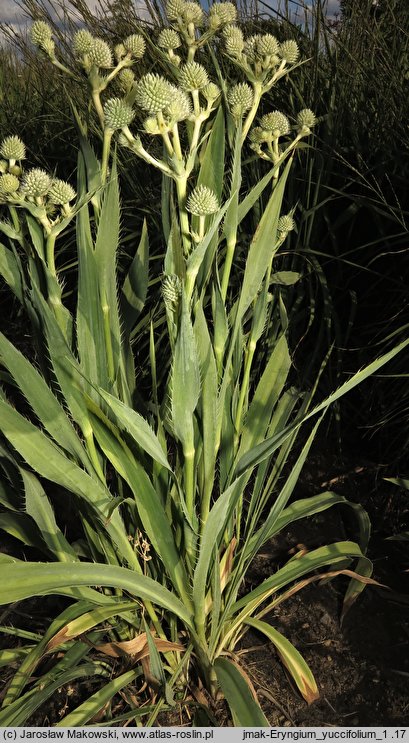 Eryngium yuccifolium (mikołajek jukkolistny)