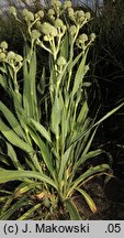 Eryngium yuccifolium (mikołajek jukkolistny)