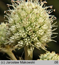 Eryngium yuccifolium (mikołajek jukkolistny)