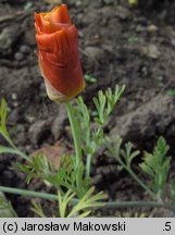 Eschscholzia californica (pozłotka kalifornijska)