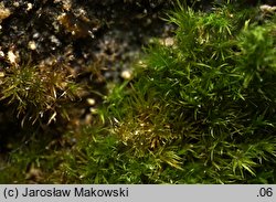 Eucladium verticillatum (gałęziak prząślik)