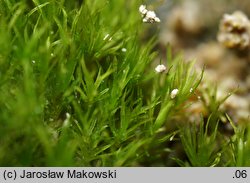 Eucladium verticillatum (gałęziak prząślik)