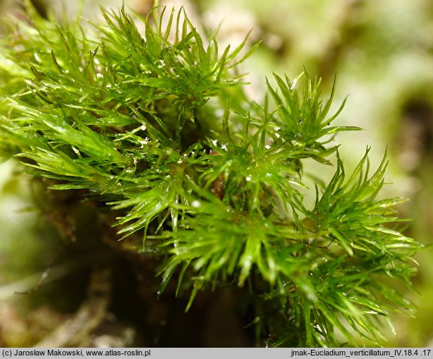Eucladium verticillatum (gałęziak prząślik)