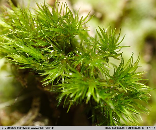 Eucladium verticillatum (gałęziak prząślik)