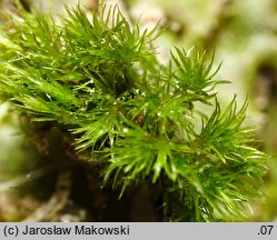 Eucladium verticillatum (gałęziak prząślik)