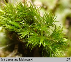 Eucladium verticillatum (gałęziak prząślik)